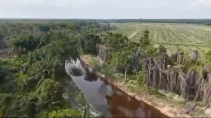 Kerusakan Ekologis Masif Di Pelalawan Sempadan Anak Sungai Nilo Terancam Akibat Pelanggaran Korporasi Sawit Potensi Kerugian Ratusan Miliar Terkuak