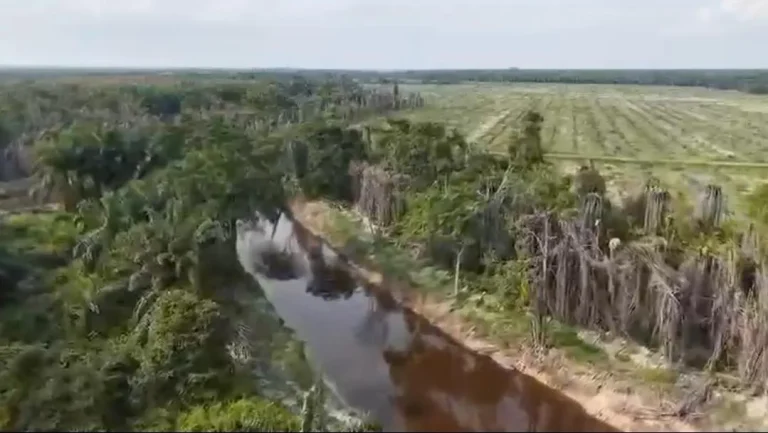 Kerusakan Ekologis Masif Di Pelalawan Sempadan Anak Sungai Nilo Terancam Akibat Pelanggaran Korporasi Sawit Potensi Kerugian Ratusan Miliar Terkuak