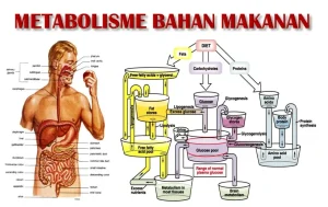 Kenapa Tubuh Butuh Air Saat Metabolisme Lemak